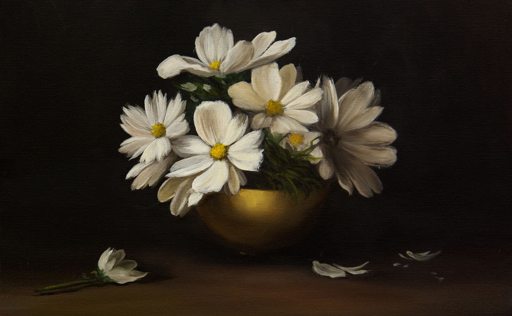 Обои для рабочего стола Цветы белой космеи в горшке, by Nadia Sanchenko