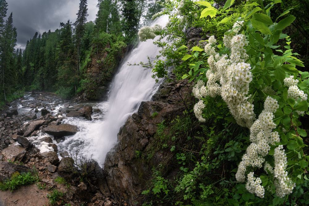 Обои для рабочего стола Цветущий кустарник на фоне лесного водопада, фотограф Денис Соломахин