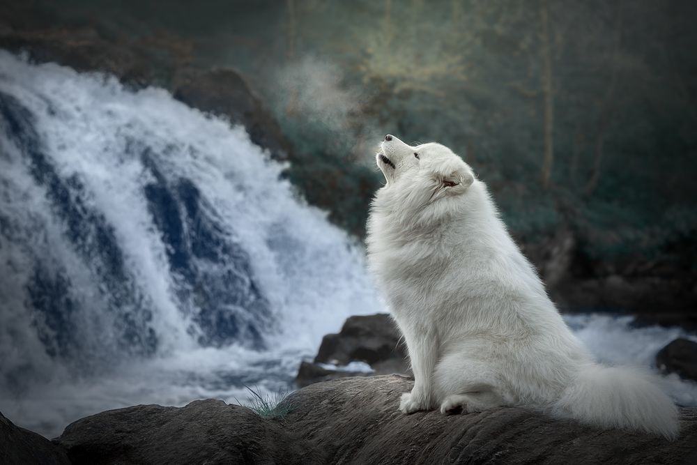 Обои для рабочего стола Самоедская лайка у водопада, фотограф Светлана Писарева
