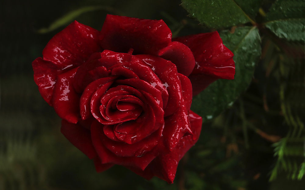 Обои для рабочего стола Темно-красная роза, покрытая водой, фотограф Svetlana Vasilieva