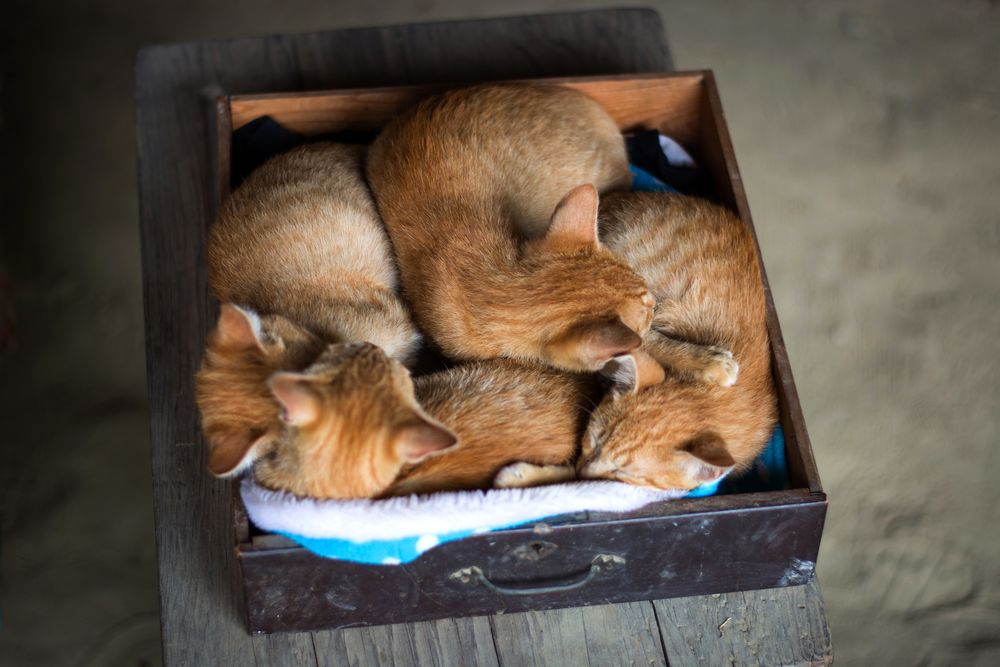 Обои для рабочего стола Четыре рыжих котенка спят в ящике из шкафа