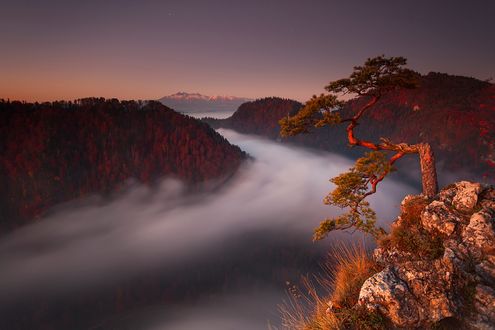 Обои на рабочий стол Bonsai / Бонсай на вершине скалы в Pieniny National Park / Пенинском Национальном парке, покрытого туманом, Poland / Польша, фотограф Karol Nienartowicz