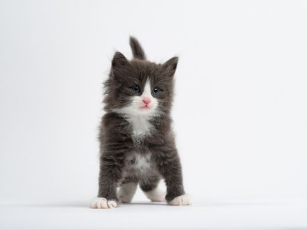 Обои на рабочий стол Котенок, норвежская лесная кошка, белый фон