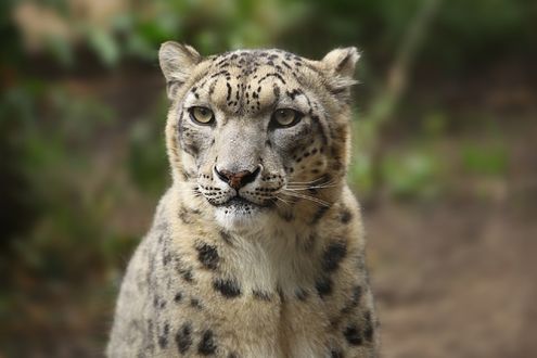 Обои на рабочий стол Snow Leopard / Снежный барс, фотограф Julia Kaissa