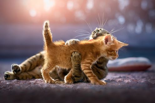 Обои на рабочий стол Полосатая кошка играется со своим рыжим котенком