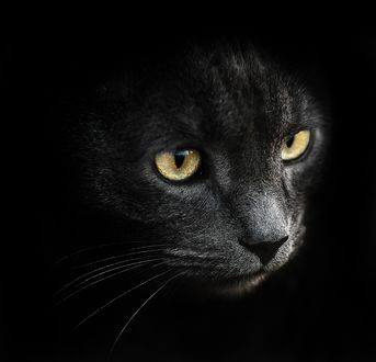 Обои на рабочий стол Мордочка кота на черном фоне, фотограф Полюшко Сергей