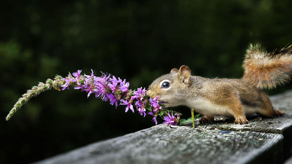 Обои на рабочий стол Белка тянется к цветку, фотограф Andre Villeneuve