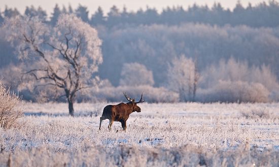 Обои на рабочий стол Лось на природе, покрытой инеем, фотограф Мазурин Евгений