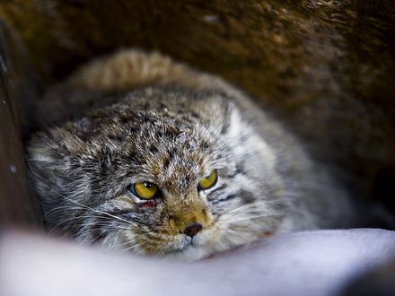 Обои на рабочий стол Нахмуренный манул после драки лежит на снегу, фотограф Мазурин Евгений