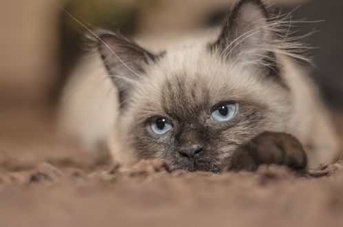 Обои на рабочий стол Сиамский котенок лежит с грустным взглядом