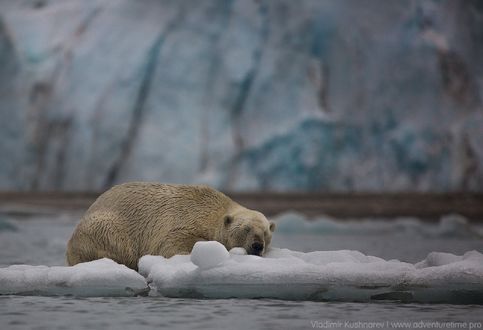 Обои на рабочий стол Белый медведь спит на льдине в Arctic Ocean / Северном Ледовитом океане, Greenland / Гренландия, фотограф Vladimir Kushnarev