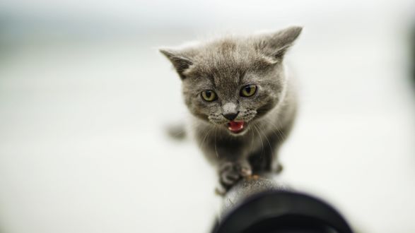 Обои на рабочий стол Мяукающий котенок идет по трубе
