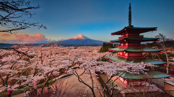 Обои на рабочий стол Пятиярусная пагода храма Senso-ji среди цветущей сакуры на рассвете, вдалеке гора Фудзияма / Fuji, Япония / Japan