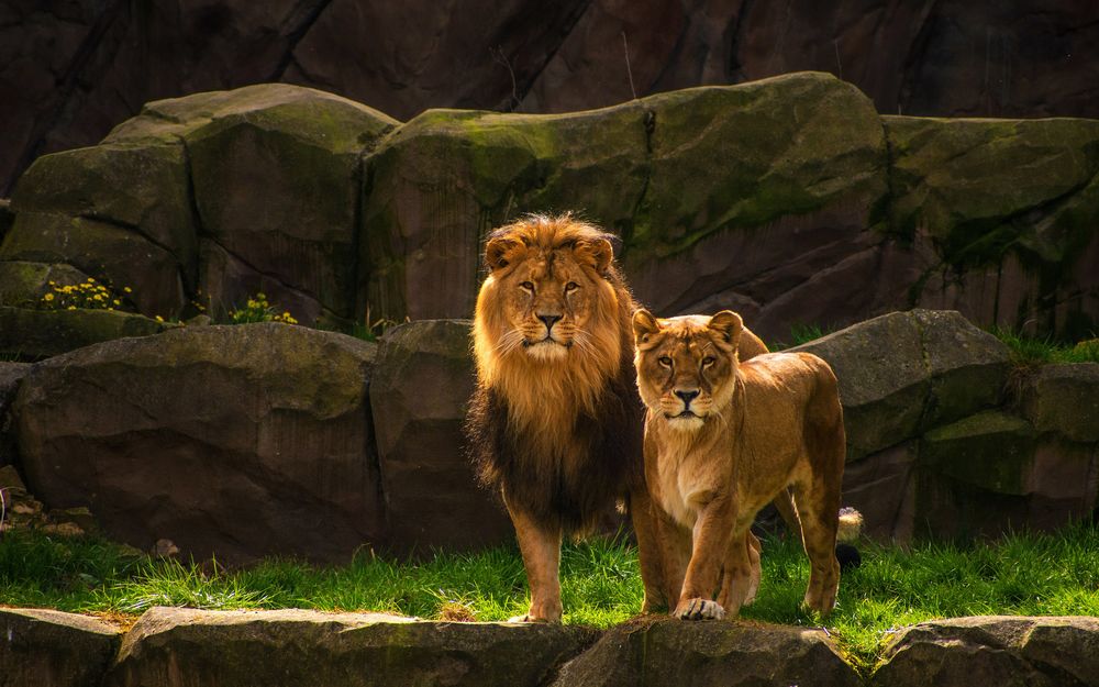 Лев и львица - красивые картинки (100 фото)