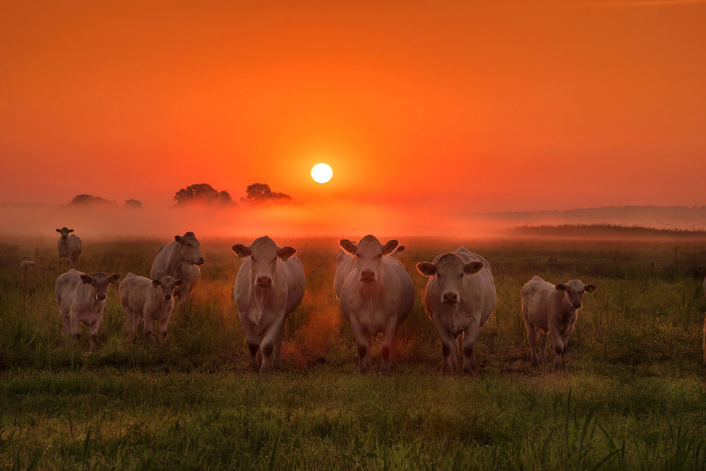 Обои для рабочего стола Стадо коров в поле на фоне оранжевого неба от заходящего солнца, фотограф Radoslaw Dranikowski