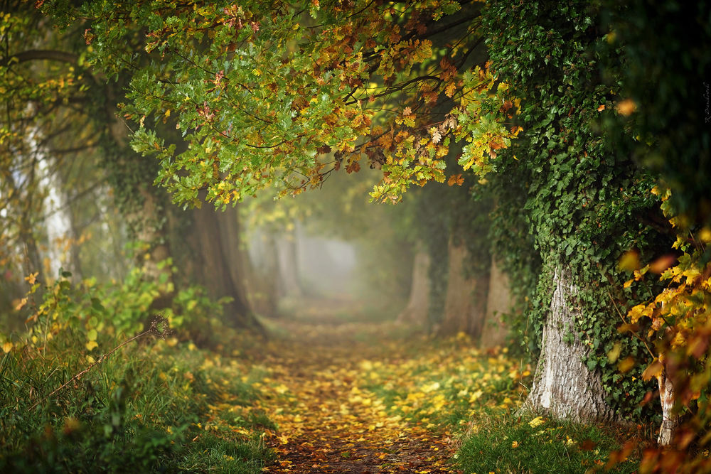 Обои для рабочего стола Тропинка в парке, Magic Autumn / Волшебная Осень, фотограф Radoslaw Dranikowski