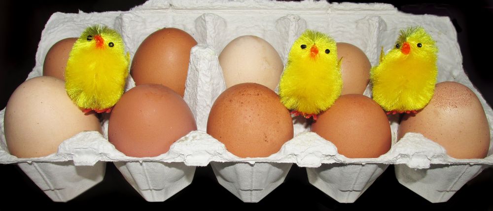 Обои для рабочего стола Лоток с куриными яйцами, среди которых игрушечные цыплята, by Beverly Buckley