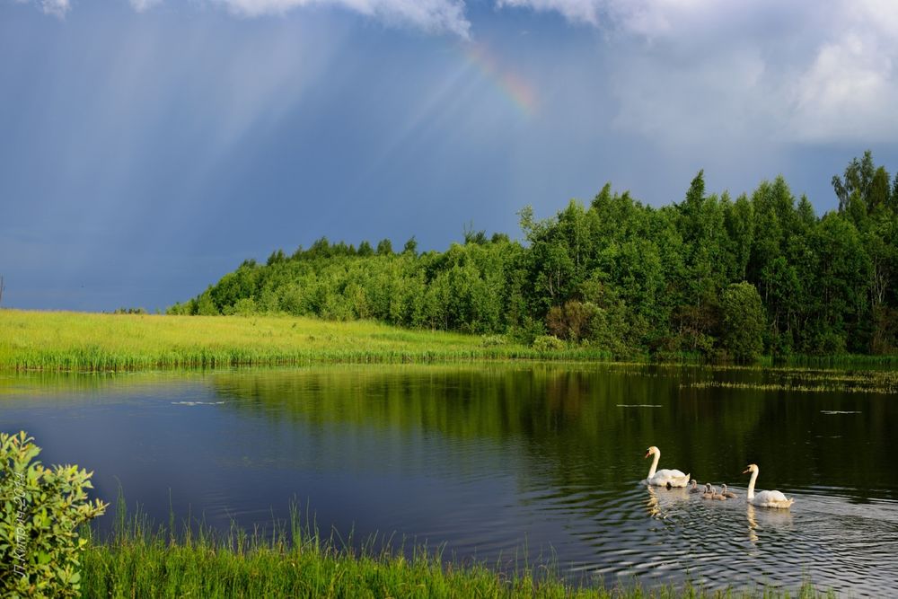 Обои для рабочего стола Семья лебедей на пруду на фоне радуги в небе, Смоленская область, фотограф Лидия Киприч