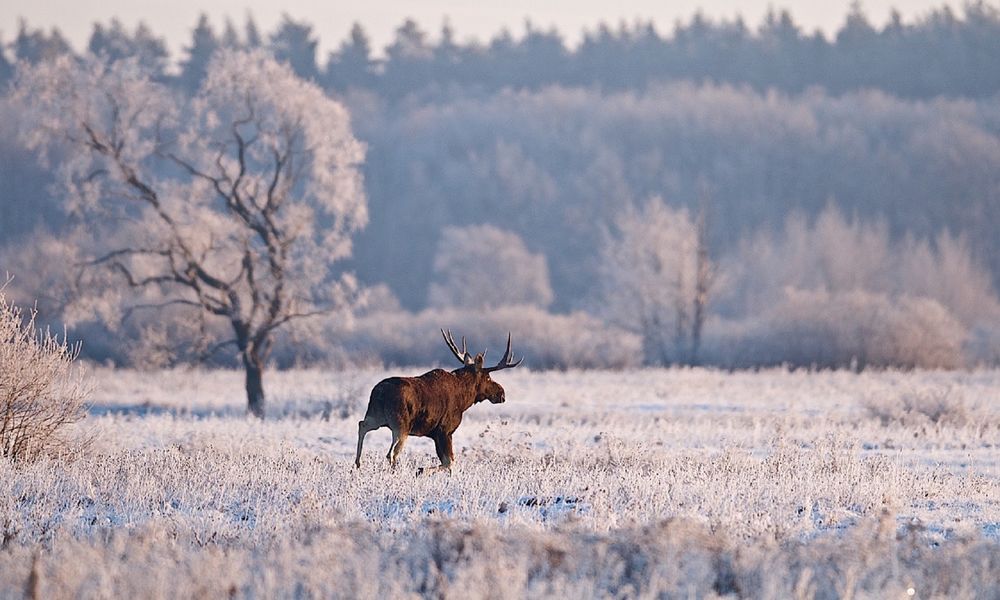 Обои для рабочего стола Лось на природе, покрытой инеем, фотограф Мазурин Евгений