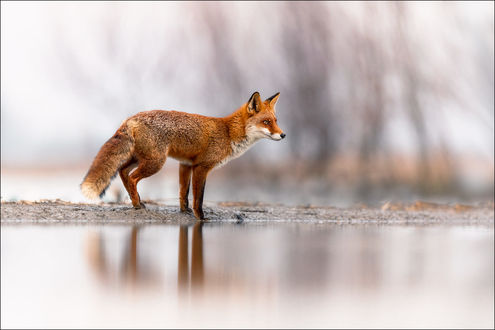 Обои на рабочий стол Лиса у водоема, фотограф Georg Scharf