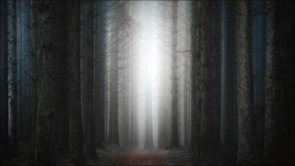 Обои на рабочий стол Дорога в туманном лесу, фотограф Christian Wig