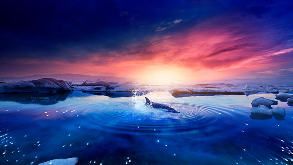 Обои на рабочий стол Дельфин в воде на фоне розового неба, by, Gene Raz von Edler