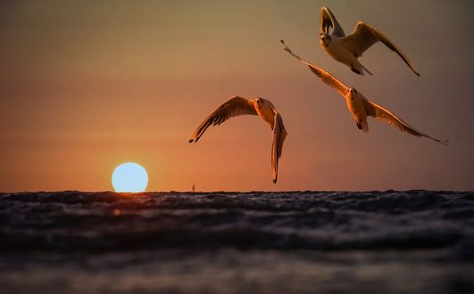 Обои на рабочий стол Чайки над водой, by Lars_Nissen_Photoart