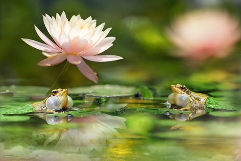 Обои на рабочий стол Лягушки на воде с лилиями, фотограф FuYi Chen