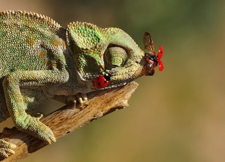 Обои на рабочий стол Божьи коровки на мордочке хамелеона, by Mustafa Г–ztГјrk