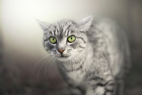 Обои на рабочий стол Серый полосатый кот с зелеными глазами