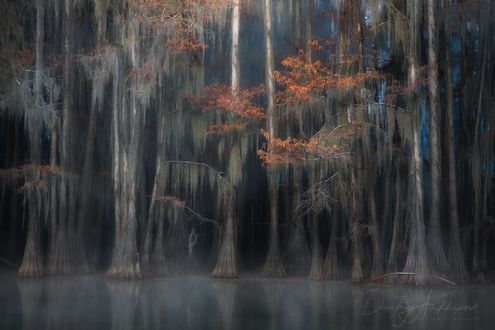 Обои на рабочий стол The Great Cypress Swamp, USA / Большое кипарисное болото, США / Заколдованный лес, фотограф Дмитрий Архипов