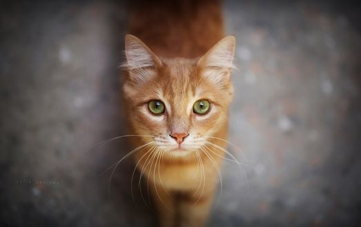 Обои на рабочий стол Рыжий зеленоглазый кот