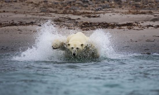 Обои на рабочий стол Бросок белого медведя в воду за добычей, фотограф Александр Перов