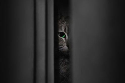 Обои на рабочий стол Зеленоглазый кот выглядывает в приоткрытую дверь, фотограф Tarik HZ