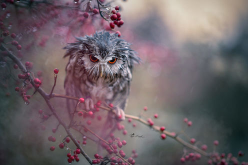 Обои на рабочий стол Сова на ветке дерева, фотограф Tanja Brandt