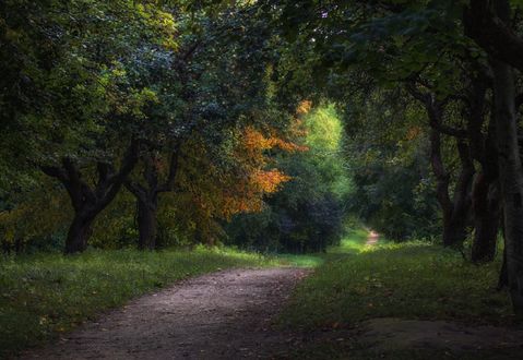 Обои на рабочий стол Дорога в саду, фотограф Сергей Шабуневич