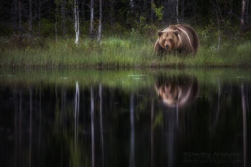 Обои на рабочий стол Бурый медведь на берегу пруда, фотограф Дмитрий Архипов