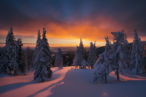 Обои на рабочий стол Заснеженные ели в горах на закате, фотограф Szabo Zsolt Andras