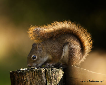 Обои на рабочий стол Белка на пне, фотограф Andre Villeneuve