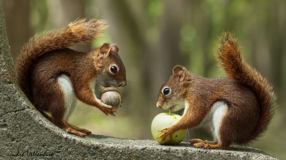 Обои на рабочий стол Белка с желудем и яблоком, фотограф Andre Villeneuve