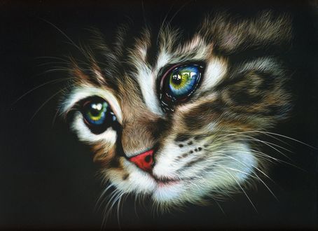 Обои на рабочий стол Мордочка полосатого котенка, by shonechacko