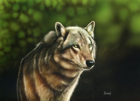 Обои на рабочий стол Волк на размытом фоне, by shonechacko