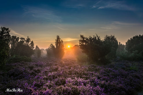 Обои на рабочий стол Закат солнца над полем вереска, by Ma Be Ha