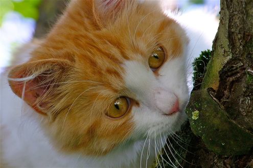 Обои на рабочий стол Рыжая кошка на дереве