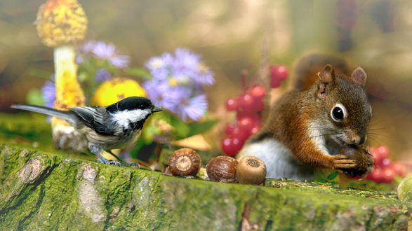 Обои на рабочий стол Белка с желудем в лапках и птица рядом. Фотограф Andre Villeneuve