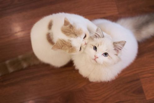 Обои на рабочий стол Парочка милых котят