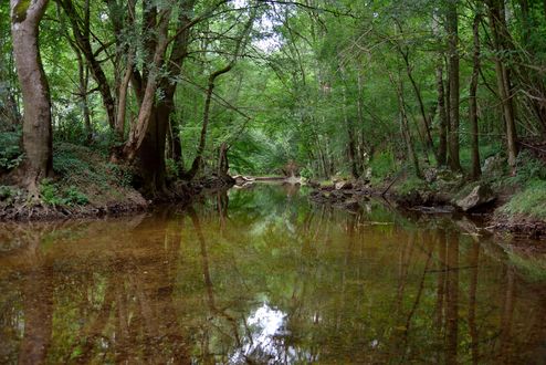 Обои на рабочий стол Речушка с отражением на поверхности воды среди деревьев, by Bernard FLEURANDEA