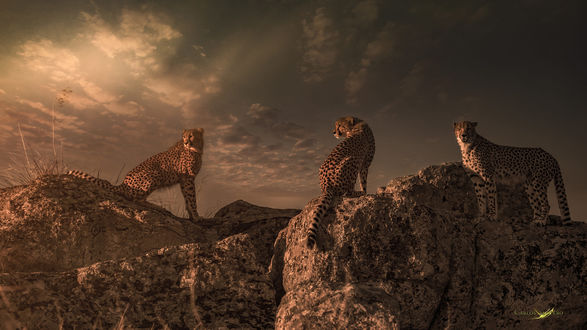 Обои на рабочий стол Три гепарда стоят на камнях, фотограф Carlos Santero