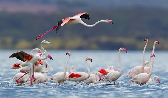 Обои на рабочий стол Фламинго на воде и в воздухе. Фотограф Arshad Ashraf