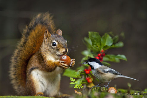 Обои на рабочий стол Белка с желудем в лапках и птица рядом. Фотограф Andre Villeneuve